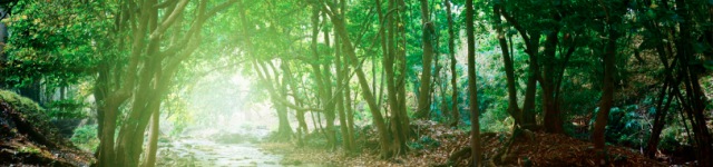 Jin Nothmann, Psy. D. Rotating Header Image